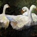Geese Klatsch - 9x12 Original Oil Painting