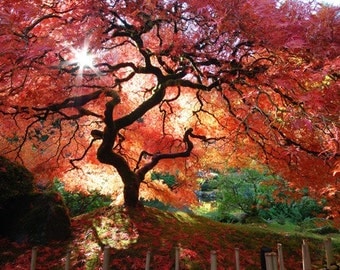 Japanese Maple Fine Art  Digital Photographic Print 13x19