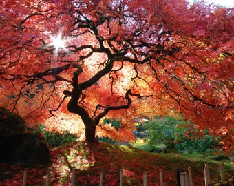Japanese Maple Fine Art  Digital Photographic Print 13x19
