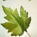 Vintage Millinery Leaves Millinery Flower Green Shaded Satin Maple Leaf