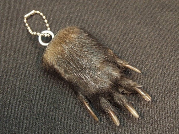 REAL BADGER PAW FOB animal foot taxidermy jewelry by ChimeraCurio