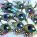 10 peacock boutineers feathers tiffany wedding etsy boutonnieres flower set polka dots black white ready-to-ship bouts