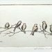 original etching and aquatint of birds on a branch