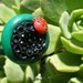 Lady Bug Button Clip and Brooch
