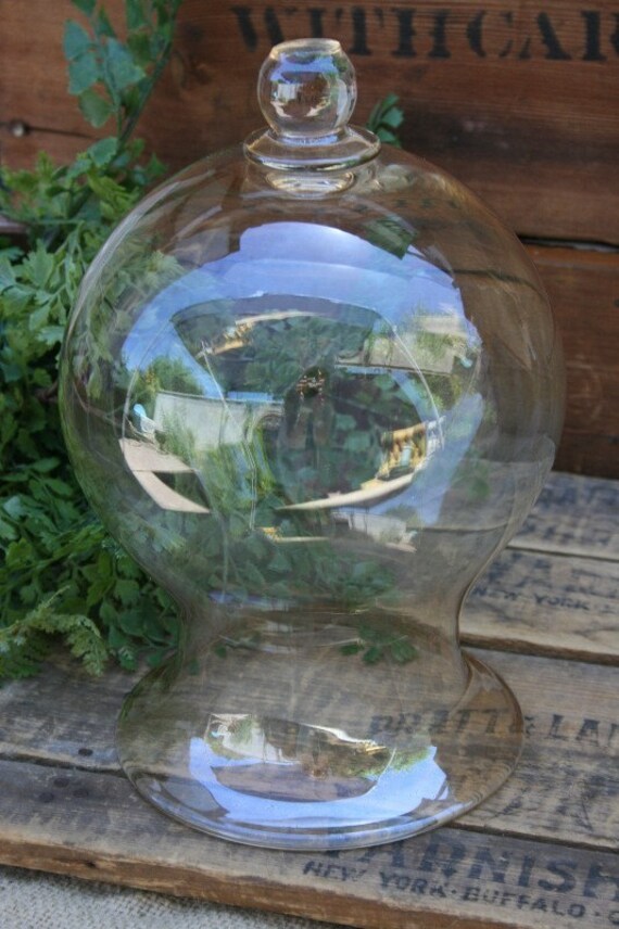 Bell Shaped Clear Glass Cloche