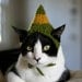 Buddy the Elf Cat Hat