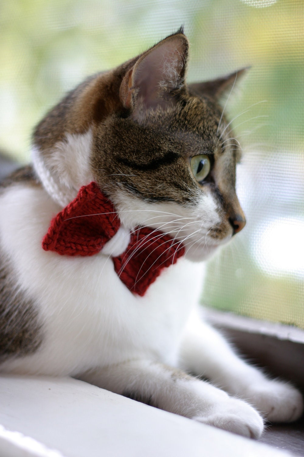 White with Red Bow Cat Collar
