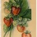 vintage botanical prints of strawberries, French and American, set of 3, dated 1903-1912