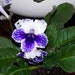 20 Mixed Streptocarpus Seeds (Cape Primrose)