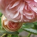 Eden Climbing Rose- Beautiful Old Fashioned Cabbage Rose