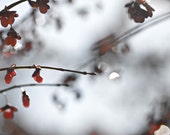 Nature Photography winter white for her sparkles sparkly dark light red berries romantic minimal minimalist water drops Fine Art Photograph