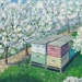 Bees and Buds