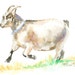 PYGMY GOAT Original Watercolor Matted 8x10 Ready to Frame