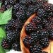Berry Juice- Q 10 antiaging serum sample
