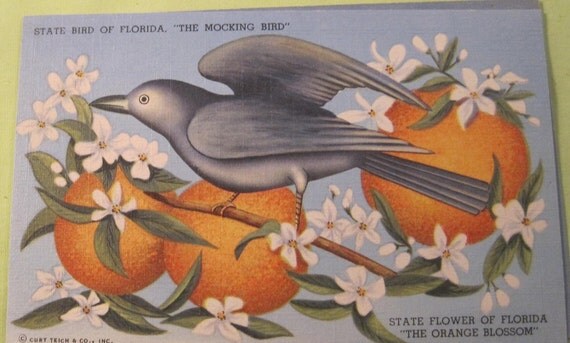 vintage postcard state bird and flower of florida mocking bird