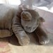 A Whisper Gray Velvet Cat