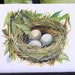 Original Watercolor Painting Natural History Illustration Nest No.2