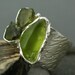 Peridot Crystals in Sterling Silver Ring
