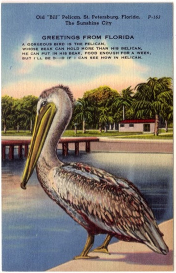 Vintage Florida Postcard Old Bill Pelican St. Petersburg