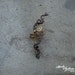 Copper and brass wire wrapped steampunk ear cuff OOAK