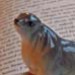 Selkie5280