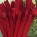 Ten 5 inch Red YKK zippers - YKK red color 519