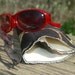 Eco Two Compartment Glasses Case - NEW PRODUCT