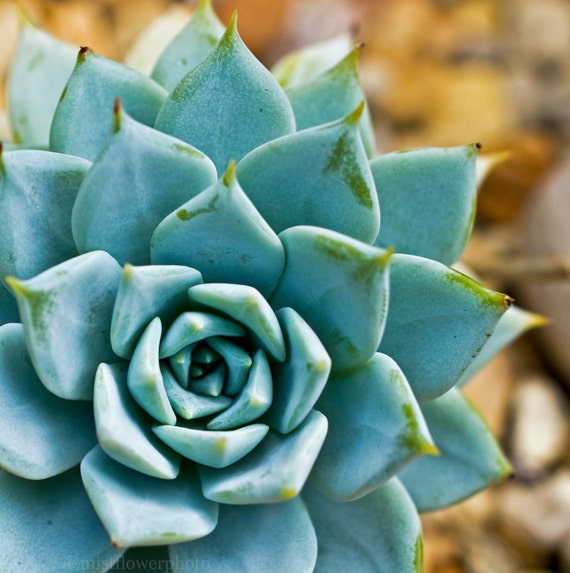 Items similar to Succulent  wall decor southwest desert 