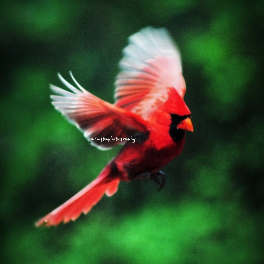 cardinal in flight cardinal red male cardinal christmas red cardinal in flight cardinal red male cardinal christmas red