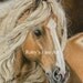Palomino Gypsy Vanner Horse Print - Horse Art Giclee by Roby Baer PSA
