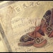 Grace Collage Art 8x8 Canvas Butterfly