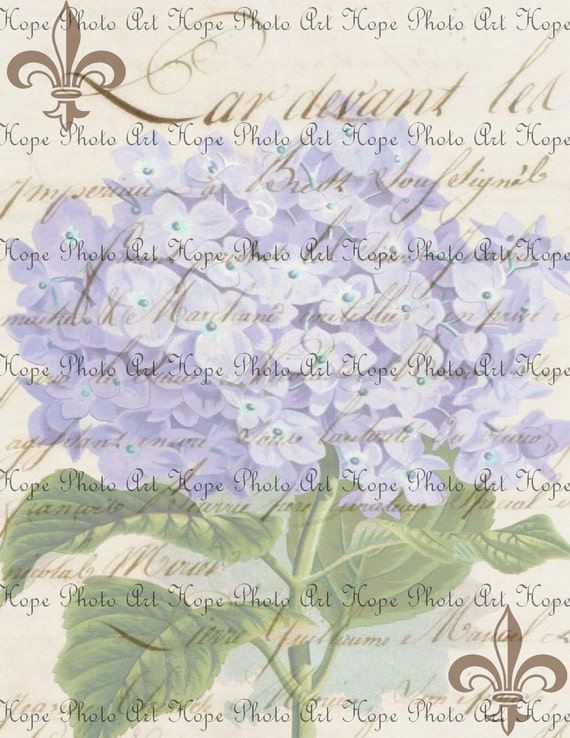 Download French Script Le Fleur Lavender Hydrangea Digital Collage