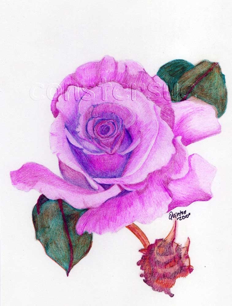 lavender rose color pencil drawing artwork is original and