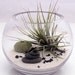 Small desktop zen garden terrarium kit- live Tillandsia Ionantha air plant, white sand, sea urchin and stone stack- round fish bowl style