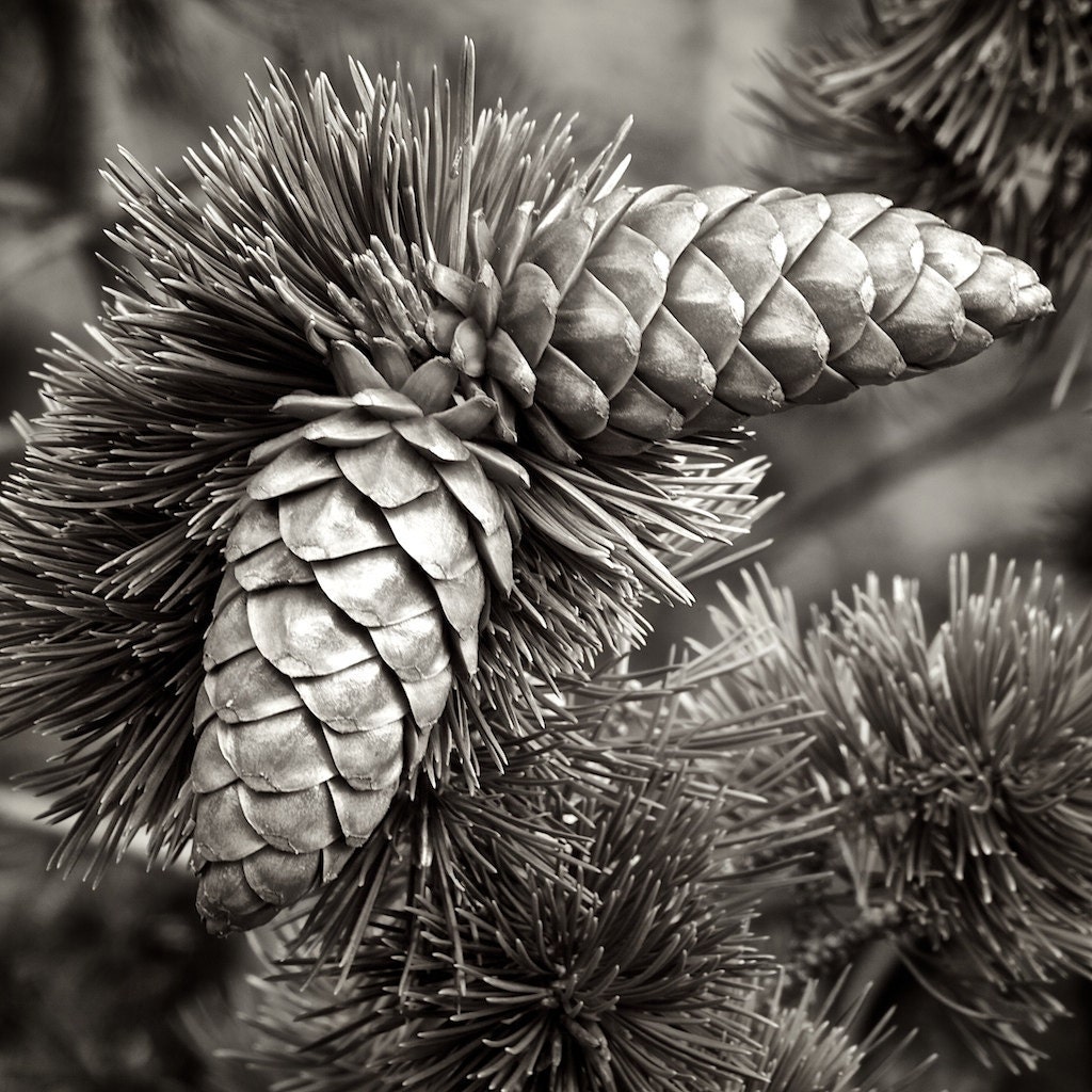Pine Cone Textures Black and White by mljart on Etsy