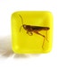 Grasshopper - Resin ring - Size L