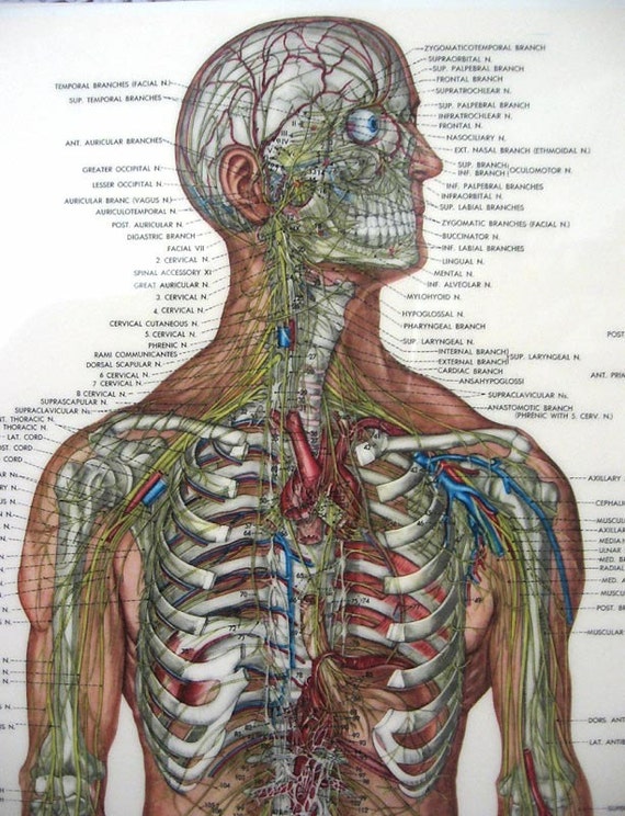 Anatomy Medical Chart Nervous System Vintage Illustration