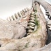 Vintage Bones Cow Jawbone Teeth Skeleton Rustic Primitive