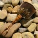 FREE SHIPPING - Turkey Feather Fan for smudging 8" long wrapped in deerskin leather with clay beads