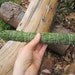 Cedar Smudging Bundle Lavender- Organic Herbal Smudge Stick