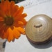 Wood Button- in Reclaimed Sassafras Wood- Knitting, Sewing, Craft Buttons