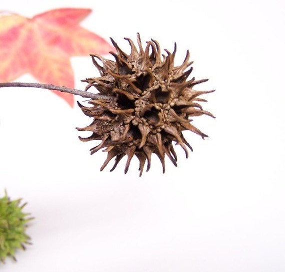 List 105+ Pictures Brown Spiky Balls That Fall From Trees Completed