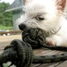 Nautical Dog Toy - Black and Grey Dog Toy - Chewable, tuggable, and Nautical - Nautical Pet