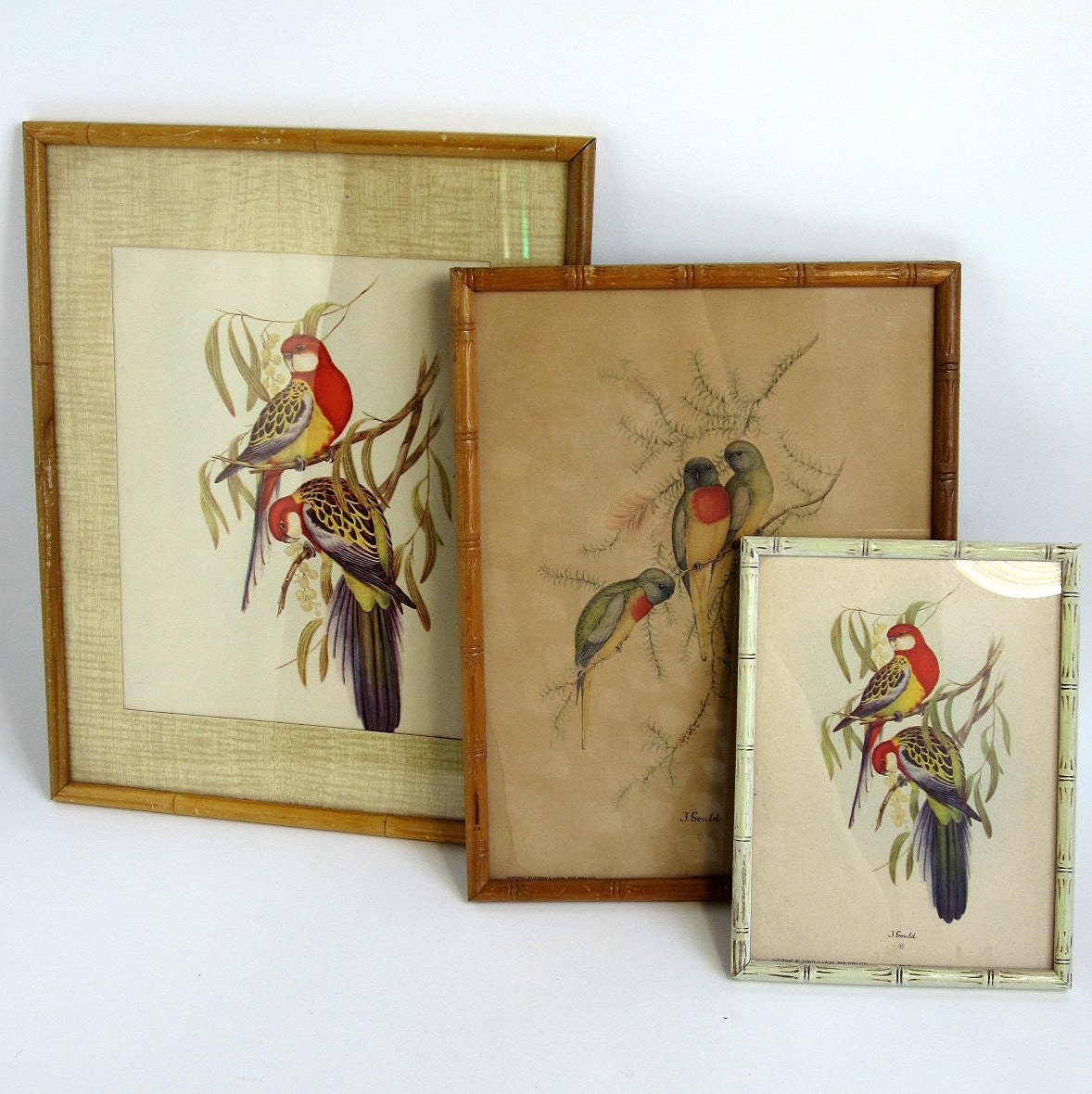 Vintage Framed J. GOULD Parakeet Prints