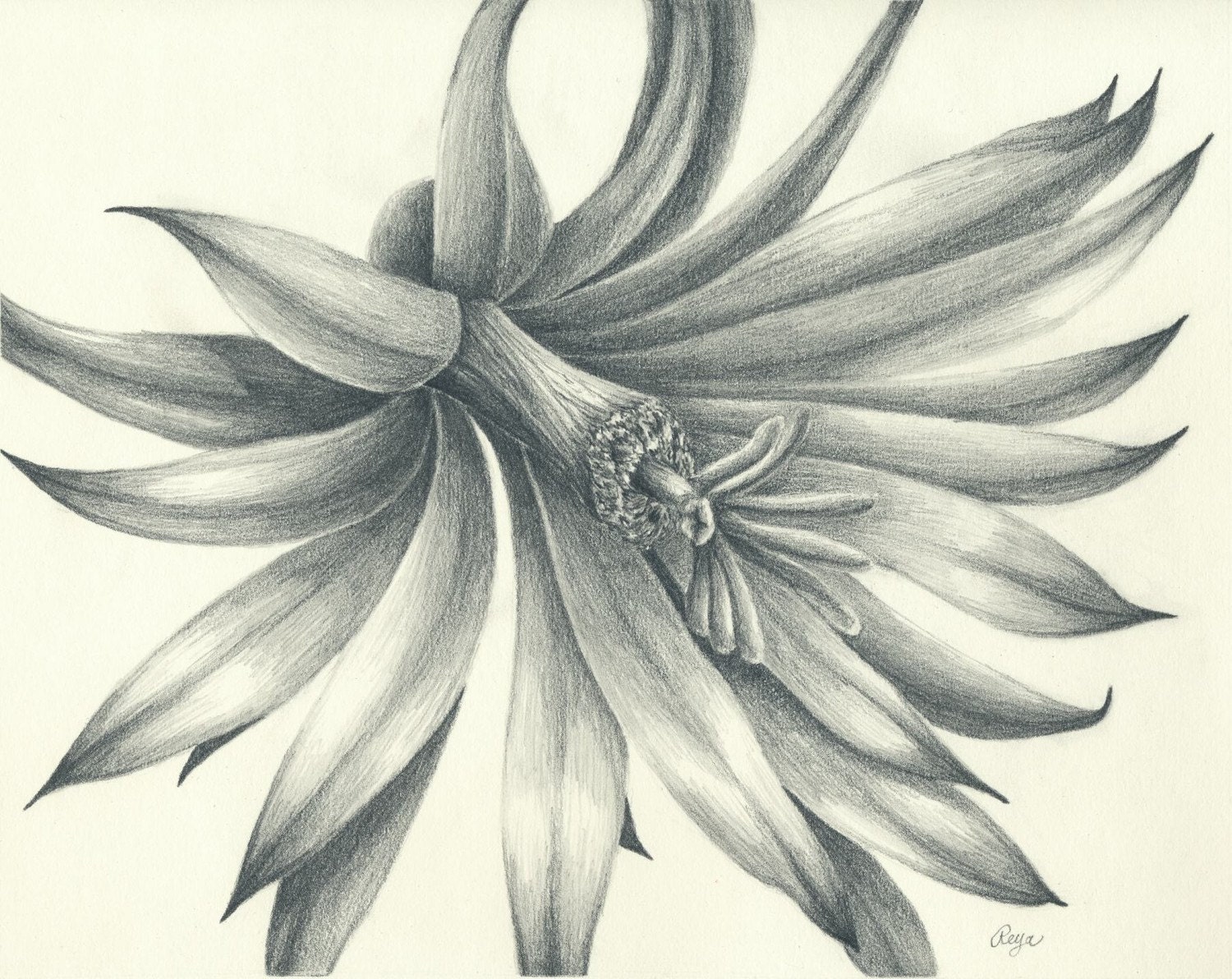 Cute Flower Drawings In Pencil | Wallpapers Gallery