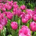 tulipsfortutti