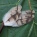 Smudging Fan - Hawk - spiritual cleansing tool