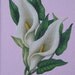 Victorian Cottage Garden White Calla Lilies Framed