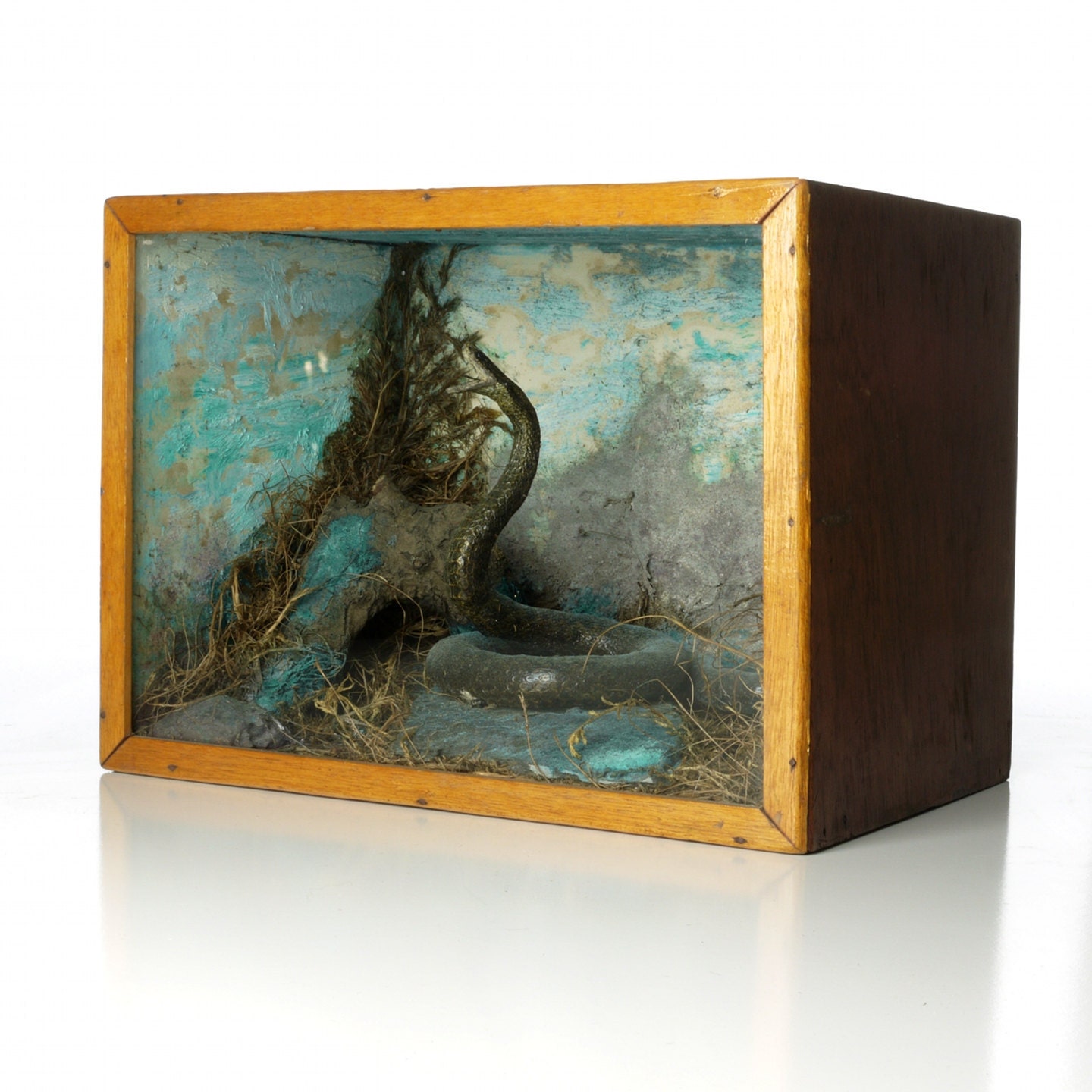Antique Taxidermy Snake Natural History Diorama