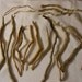 19 Pieces Natural Lake Driftwood Curled Bent